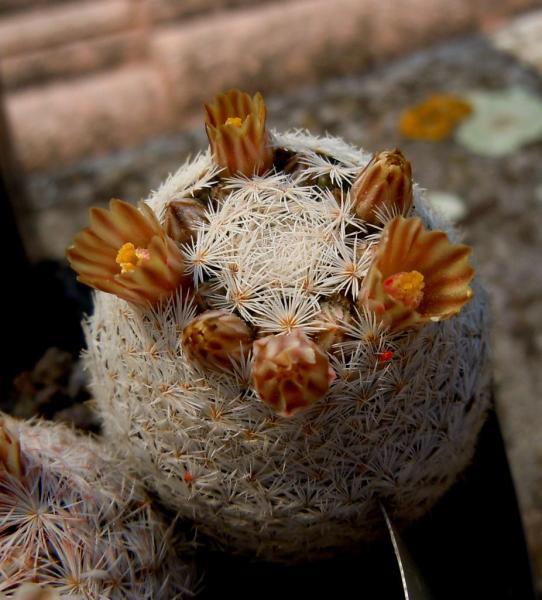 mammillaria magallanii1.JPG