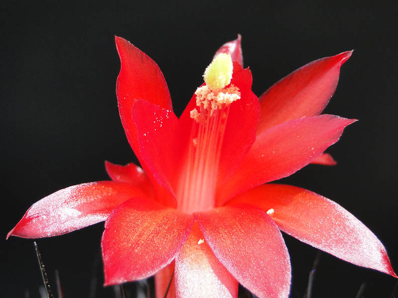 Matucana haynei ssp. hystrix 2012 Juno03-4.jpg