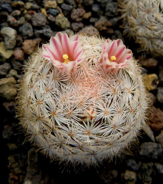 mammillaria roseocentra1.JPG