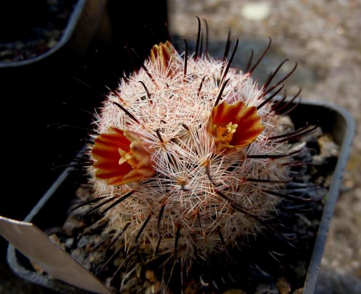 mammillaria stella de tacubaya.JPG