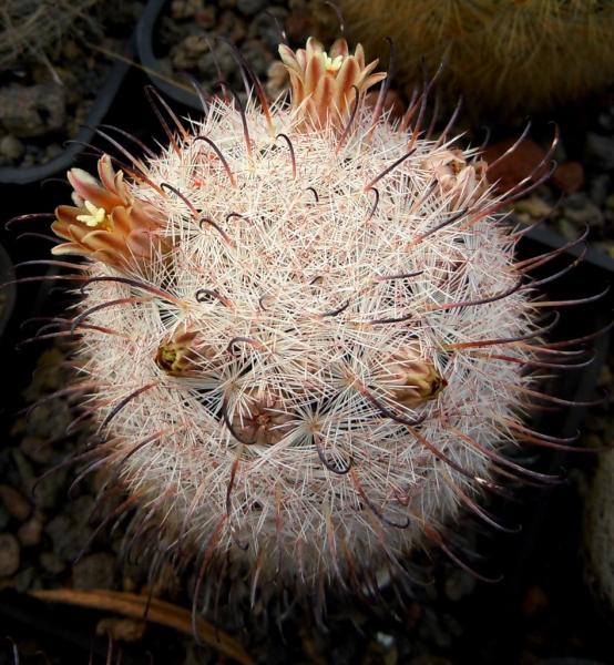 mammillaria stella de tacubaya1.JPG