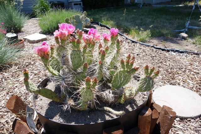 cactus in front 003-r.jpg