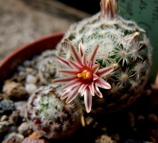 mammillaria x lasiacantha.JPG