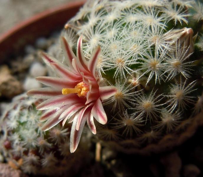 mammillaria x lasiacantha1.JPG