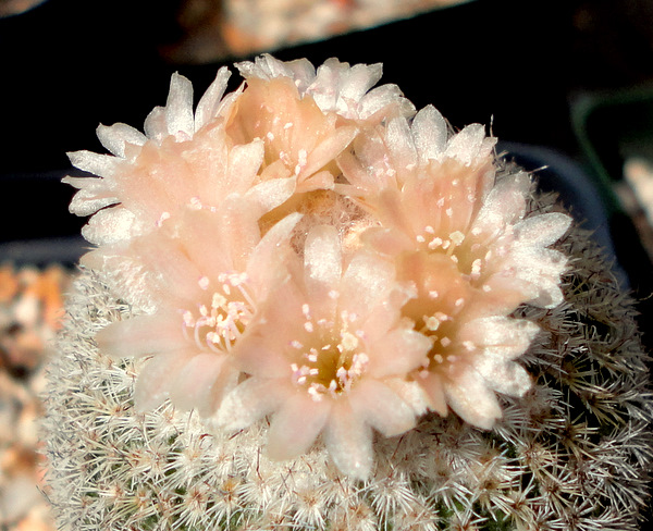 Epithelantha greggii