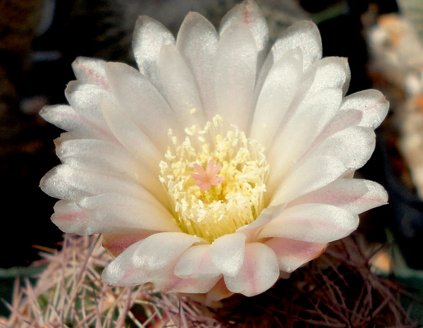 Echinomastus intertextus, Sonoita AZ