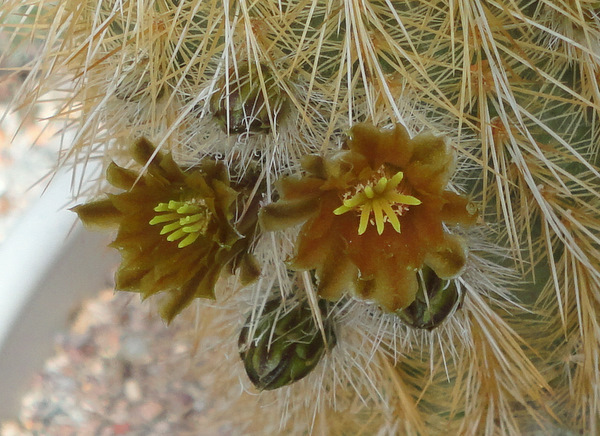 E. russanthus weedinii