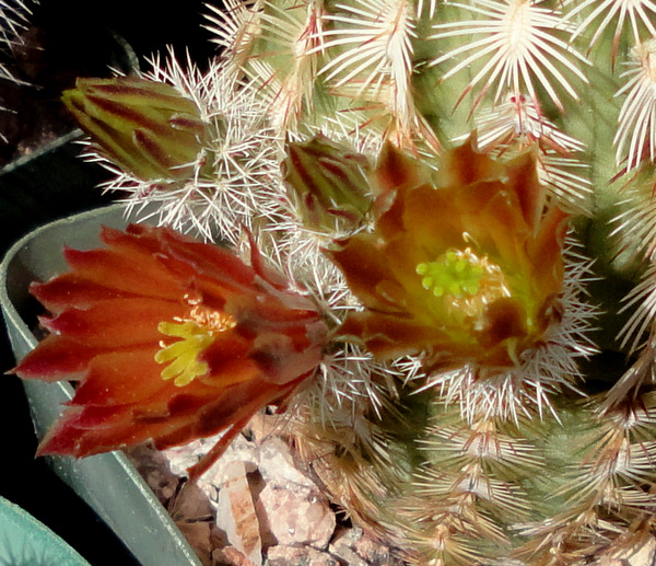 echinocereus viridiflorus correllii