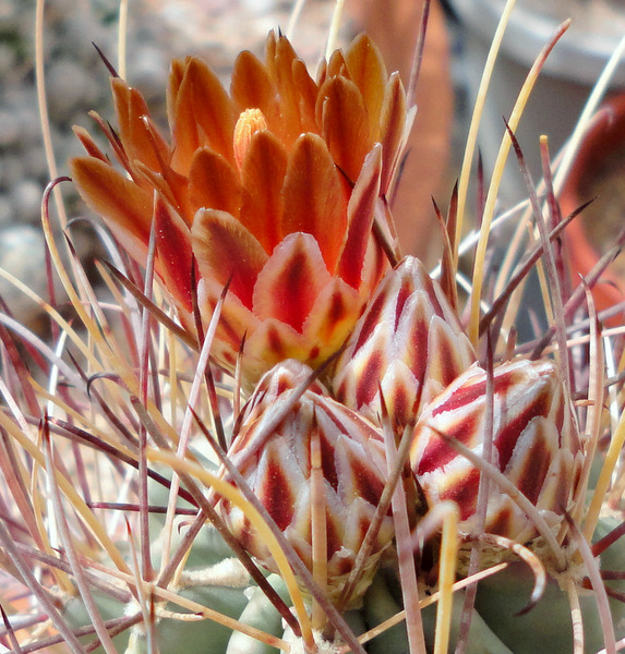 Love this Glandulicactus wrightii flower color.