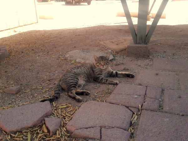 The feral cat who seems to be considering domestic life. I love having him around, as he keeps the thrashers away. He may not like being trapped, neutered and released, but too bad. That's in his future.