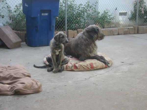 Irish Wolfhound, 3 month old puppy and old timer