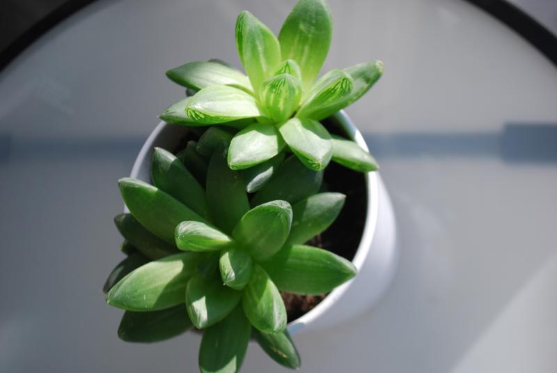 Plant 2 - Aloaceae Haworthia cymbiformis (VAR. OBTUSA ???)