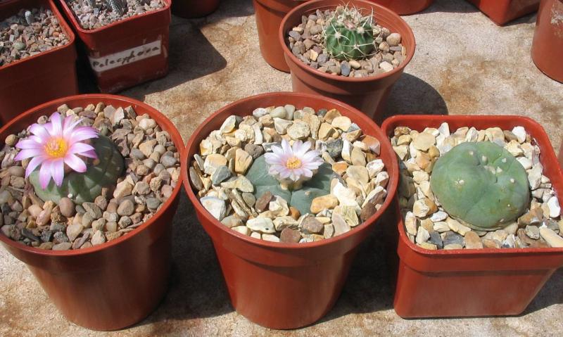 lophophora-0610.jpg