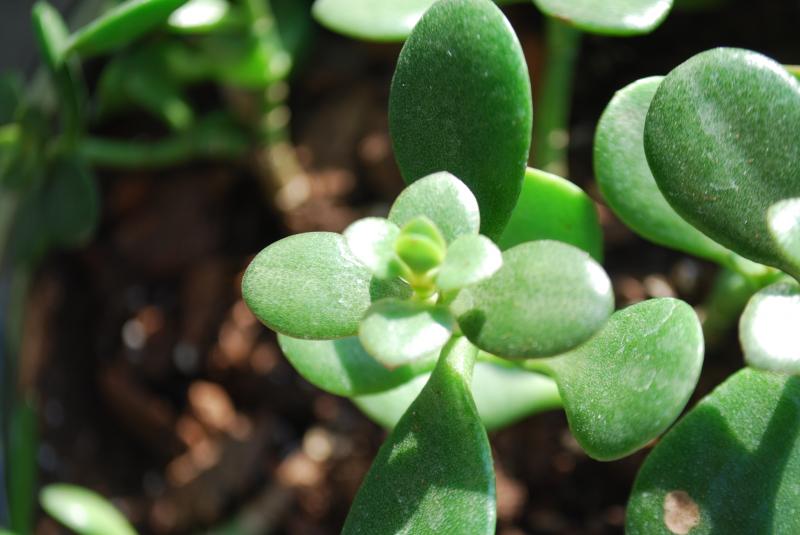 Plant 5 - Close Up of Crassulaceae Crassula (ovata??)