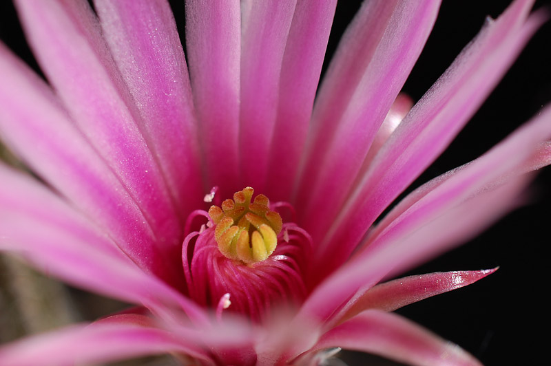 Echinocereus (Wilcoxia) tamaulipensis 2013 Juno10-3.jpg