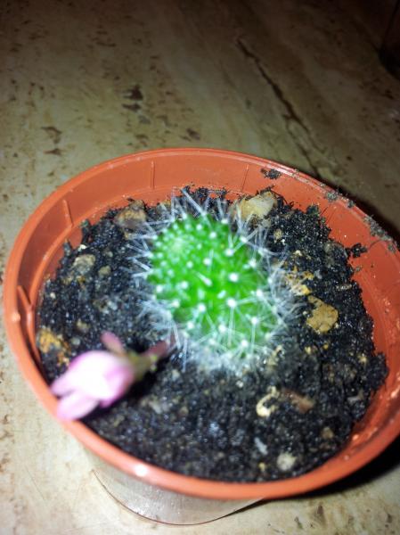 Rebutia Babies