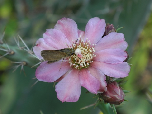 Cylindropuntia kleinei with Skipper