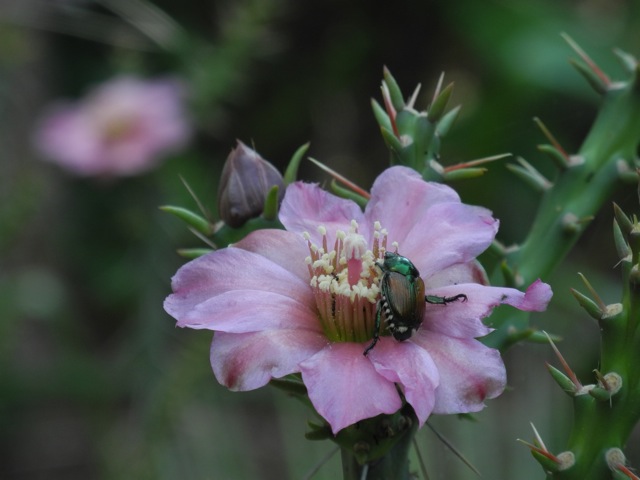 Cylindropuntia kleinei with Japanese Beetle