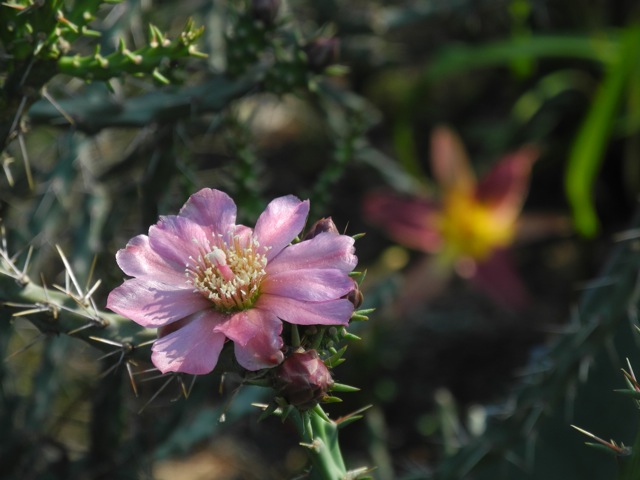 Cylindropuntia kleinei