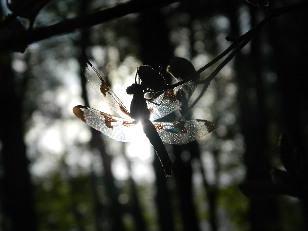 Here's a dragonfly.... 5/12/2013