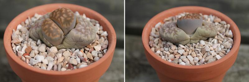 Lithops marmorata 06.22.2013.jpg