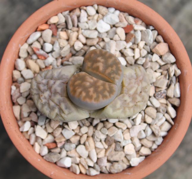 Lithops-top1.jpg