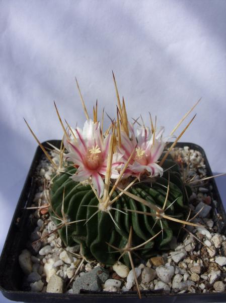 stenocactus crispatus 260312.JPG