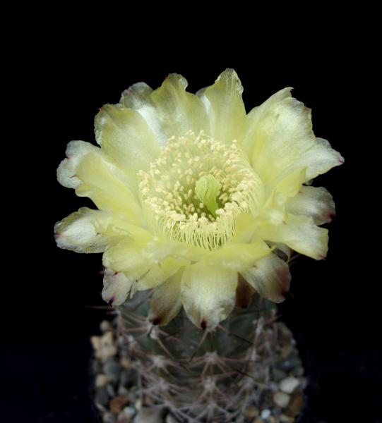 acanthocalycium glaucum P394 250613.JPG