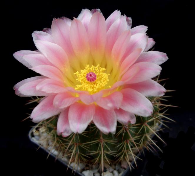 notocactus roseoluteus