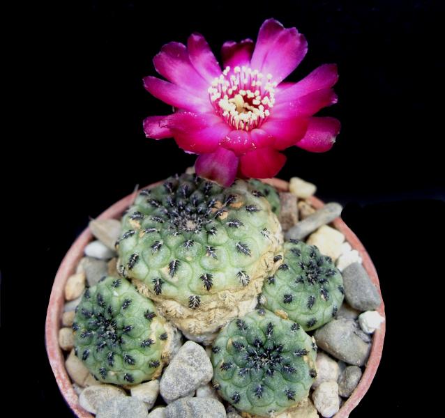 weingartia (sulcorebutia) rauschii