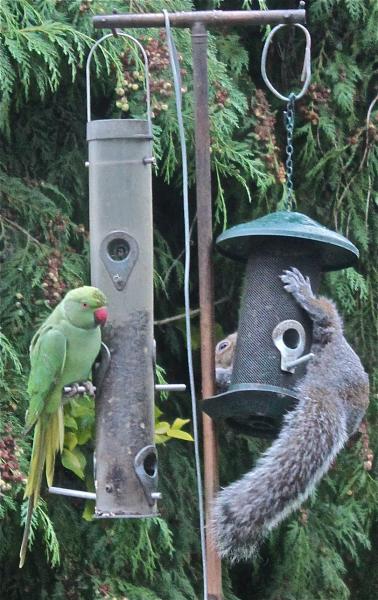 Alien interlopers in Surrey, UK.  The parakeets are breeding like wildfire here as are the grey squirrels!