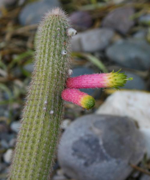 Cleistocactus ferrarii - 2012-Mar26