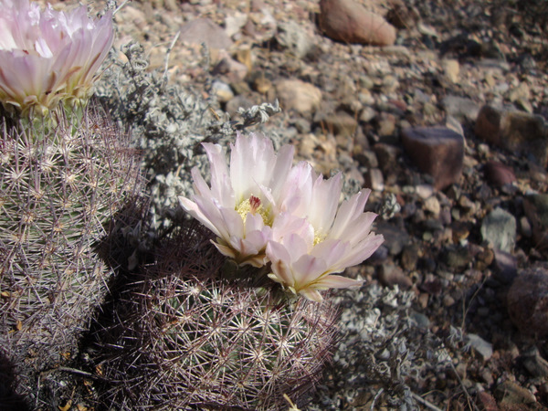 erectocentrus from near I-10, west of Benson.