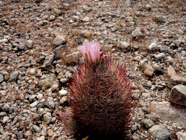 acunensis from Sonoyta, Sonora.