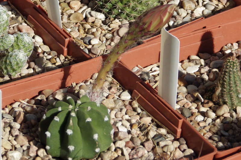 Echinopsis 'Domino' , June 28, 2013