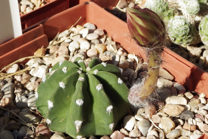 Echinopsis 'Domino' , June 28, 2013