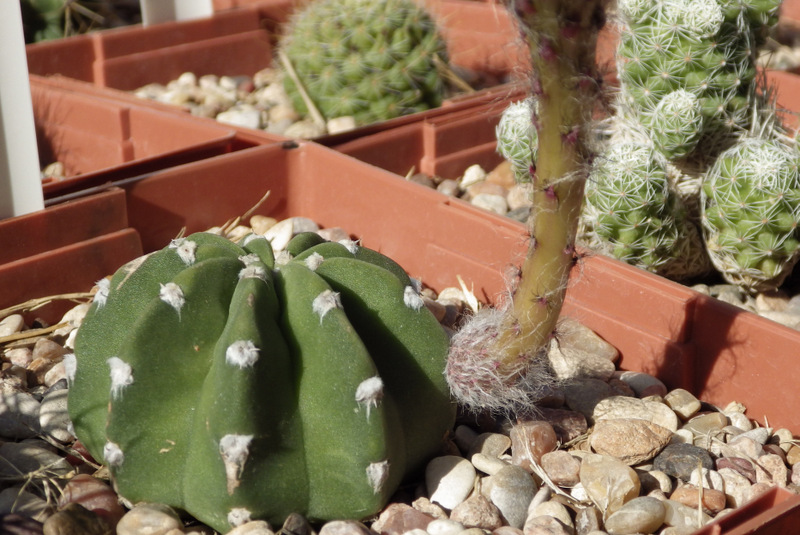 Echinopsis 'Domino' , June 28, 2013