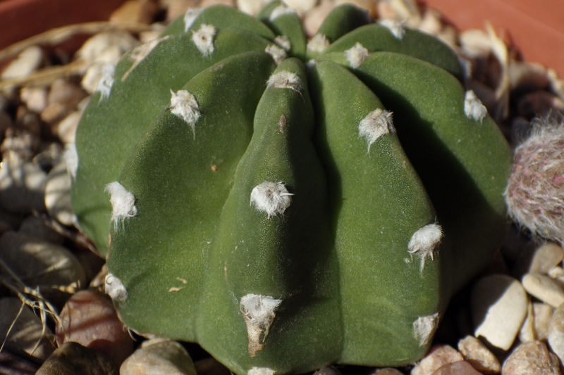 Echinopsis 'Domino' , June 28, 2013