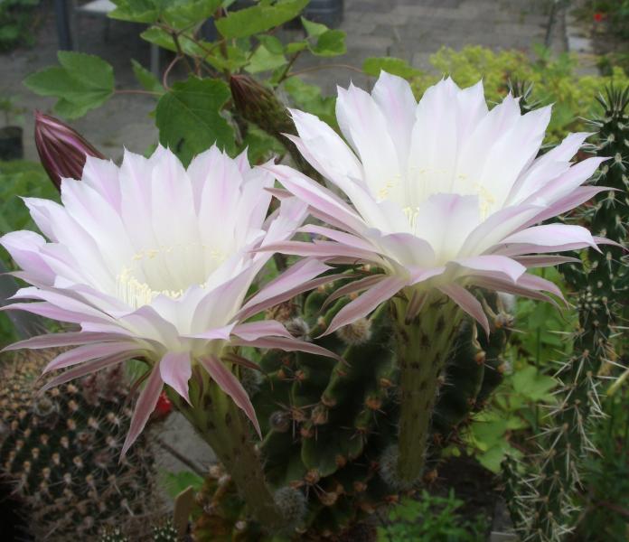 echinopsis oxygona 060713.jpg