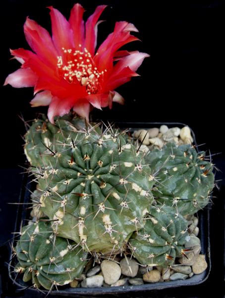 lobivia pugionacantha var. salitrensis JK418 060713.JPG