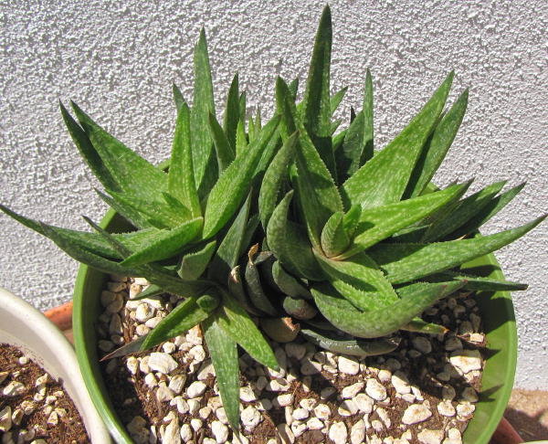 Aloe_IMG_4141_1.jpg