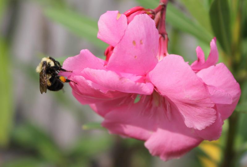0250 Bumble Bee and Oleander.jpg