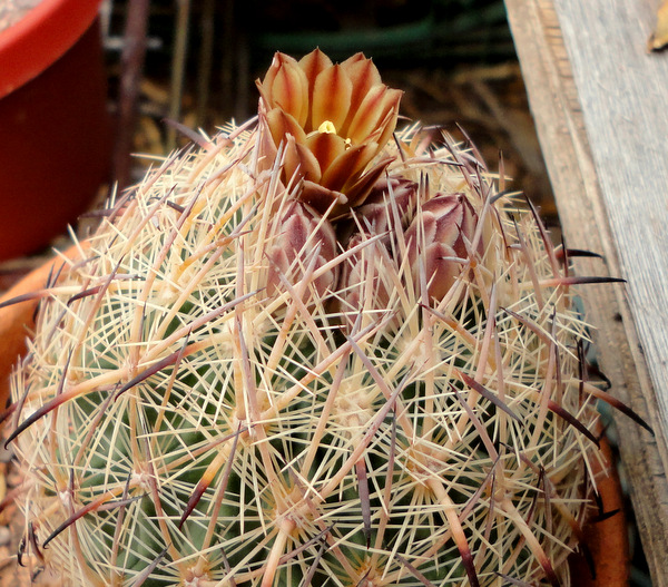 first flowers on an Echinomastus unguispinus, subtly different from durangensis