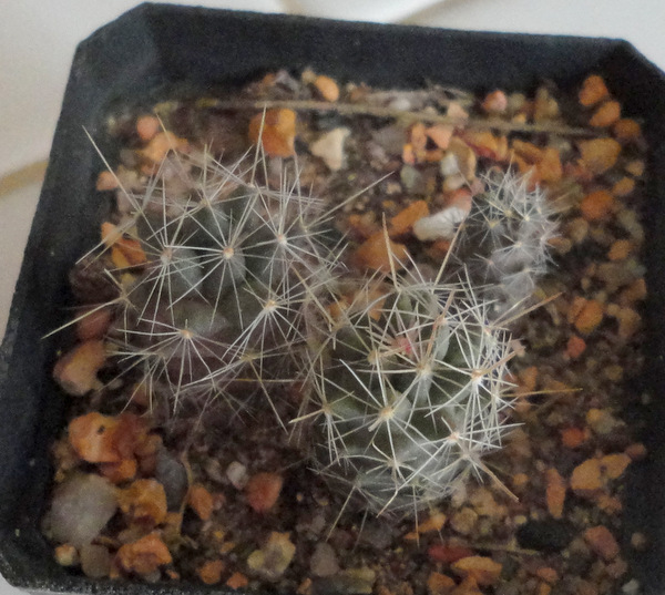 2 year old Escobaria missouriensis navajoensis RP33 seedlings