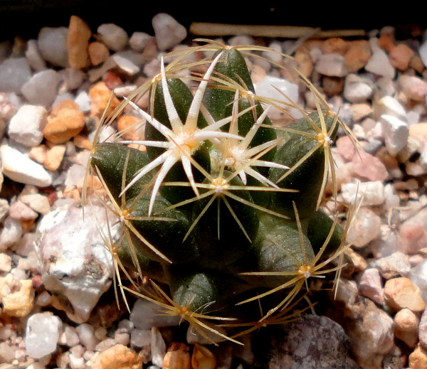 very cool spines on missouriensis asperispina