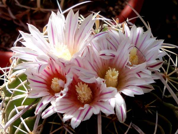 Echinofossulocactus species