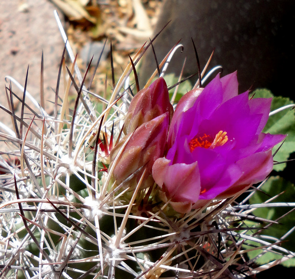 Sclerocactus parviflorus RP22 getting started