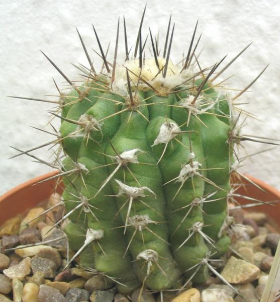 copiapoa3.jpg