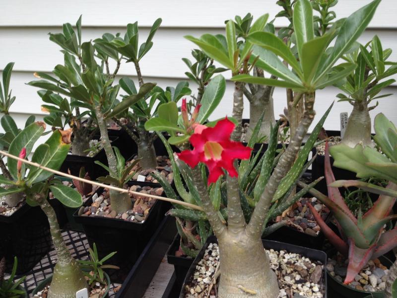 Adenium