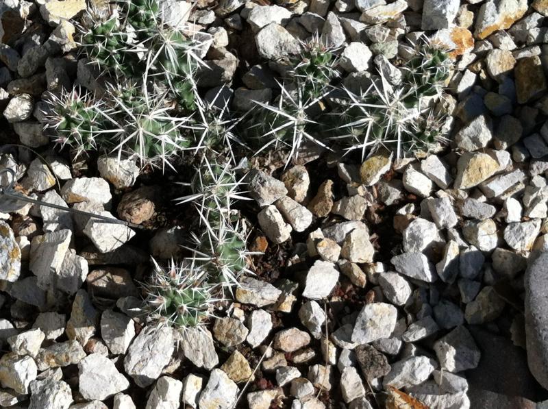 Dagger Cholla  -  Grusonia Clavata